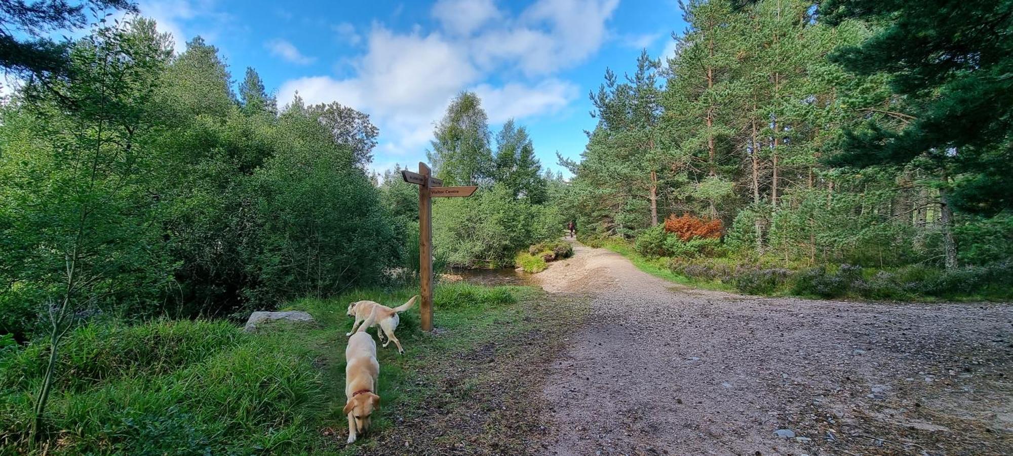 The Shelter Stone Cottage Aviemore Buitenkant foto